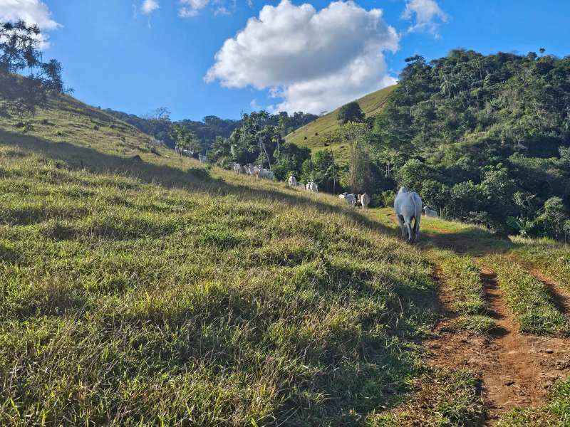 Sítio à Venda no bairro Zona Rural em Santa Bárbara do Monte Verde imagem 16