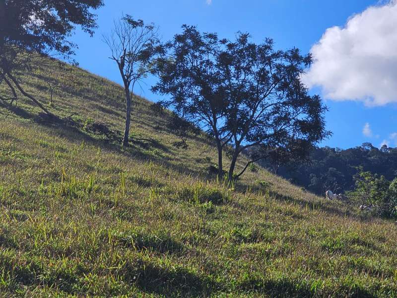 Sítio à Venda no bairro Zona Rural em Santa Bárbara do Monte Verde imagem 21