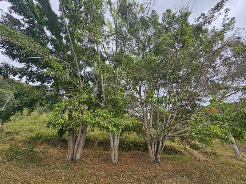 Sítio à Venda no bairro Zona Rural em Santa Bárbara do Monte Verde imagem 15