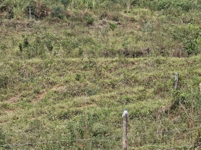 Sítio à Venda no bairro Zona Rural em Santa Bárbara do Monte Verde imagem 7
