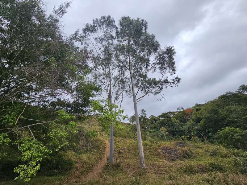 Sítio à Venda no bairro Zona Rural em Santa Bárbara do Monte Verde imagem 25