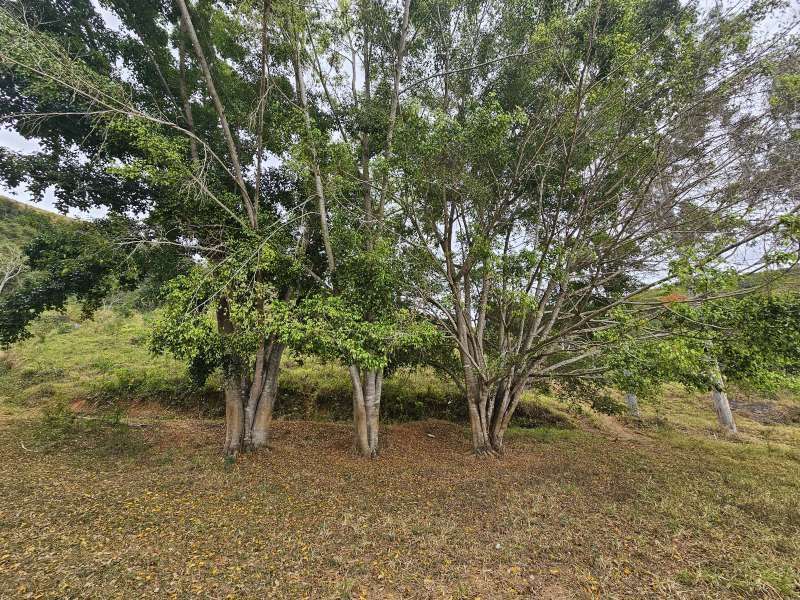 Sítio à Venda no bairro Zona Rural em Santa Bárbara do Monte Verde imagem 26