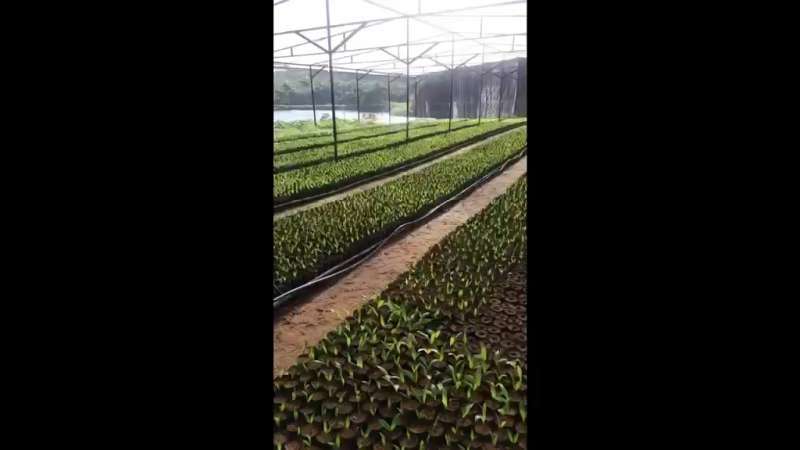 Fazenda à Venda no bairro São Francisco em Valença imagem 71
