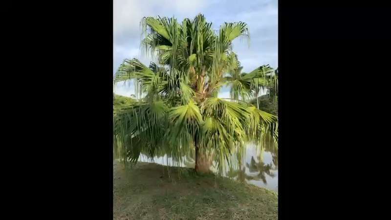 Fazenda à Venda no bairro São Francisco em Valença imagem 90
