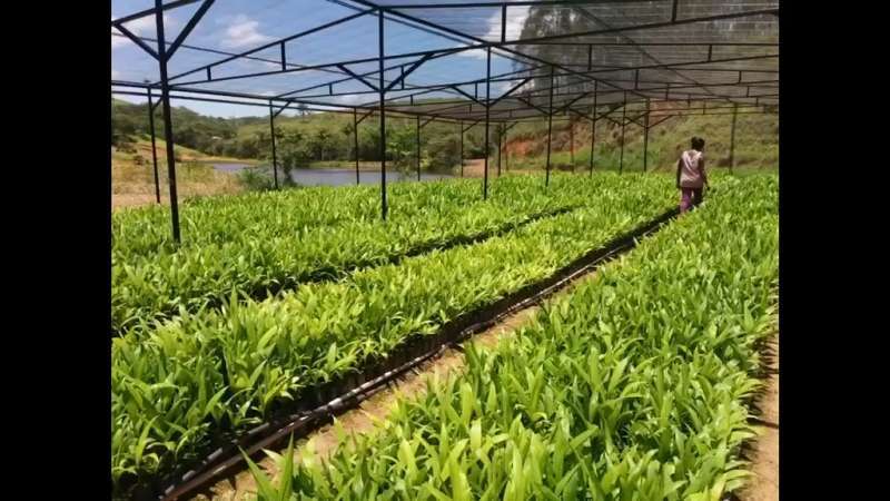 Fazenda à Venda no bairro São Francisco em Valença imagem 79