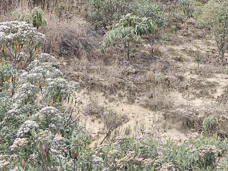 Fazenda à Venda no bairro Zona Rural em Rio Preto imagem 3
