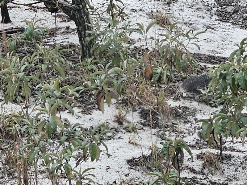 Fazenda à Venda no bairro Zona Rural em Rio Preto imagem 11
