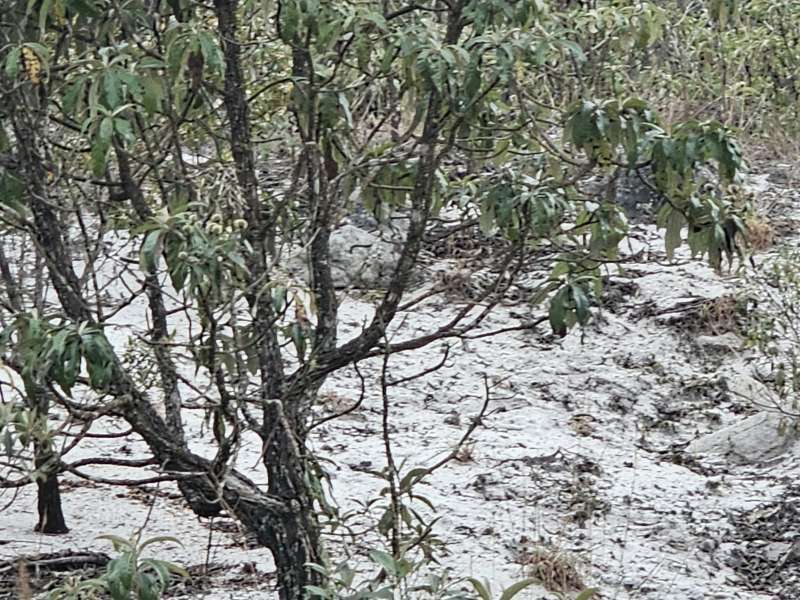 Fazenda à Venda no bairro Zona Rural em Rio Preto imagem 10