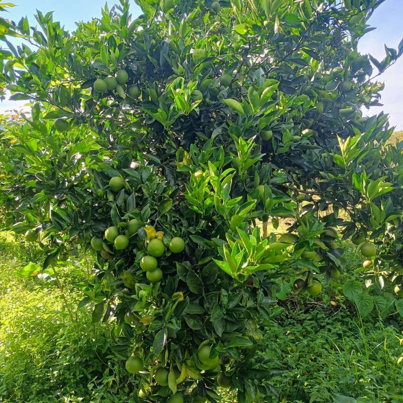 Sítio à Venda no bairro Zona Rural em Rio Preto imagem 9