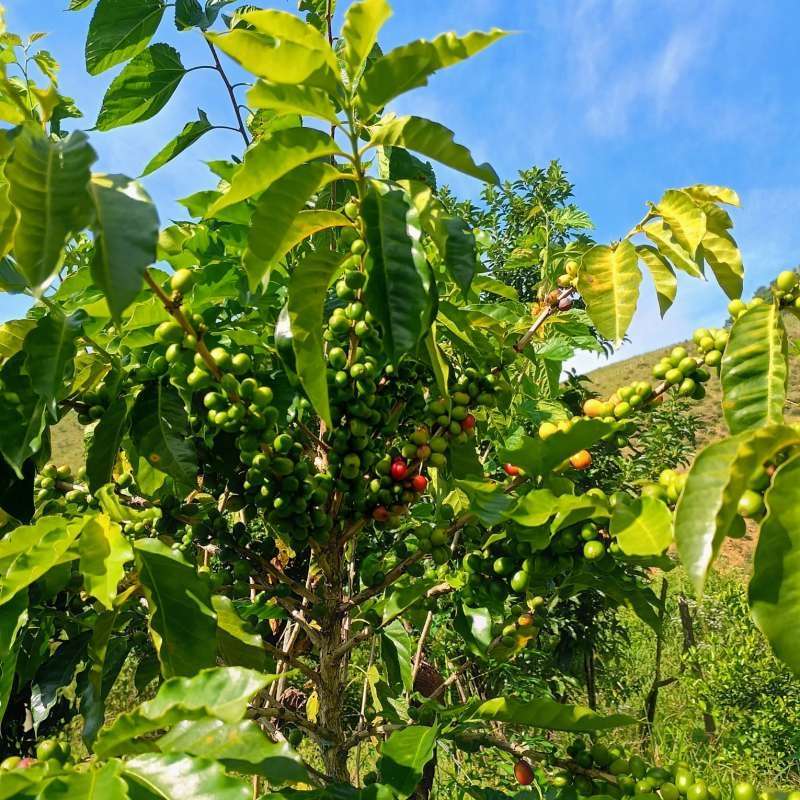 Sítio à Venda no bairro Zona Rural em Rio Preto imagem 12
