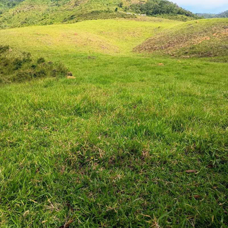 Sítio à Venda no bairro Zona Rural em Rio Preto imagem 11